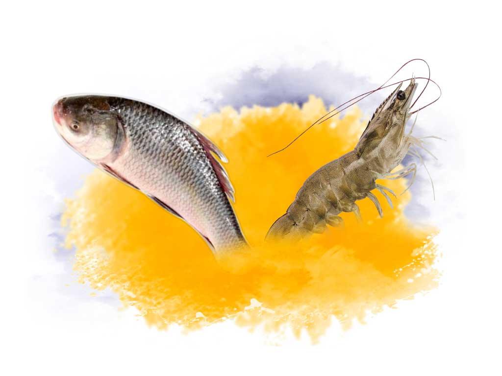 Aquaculture Division