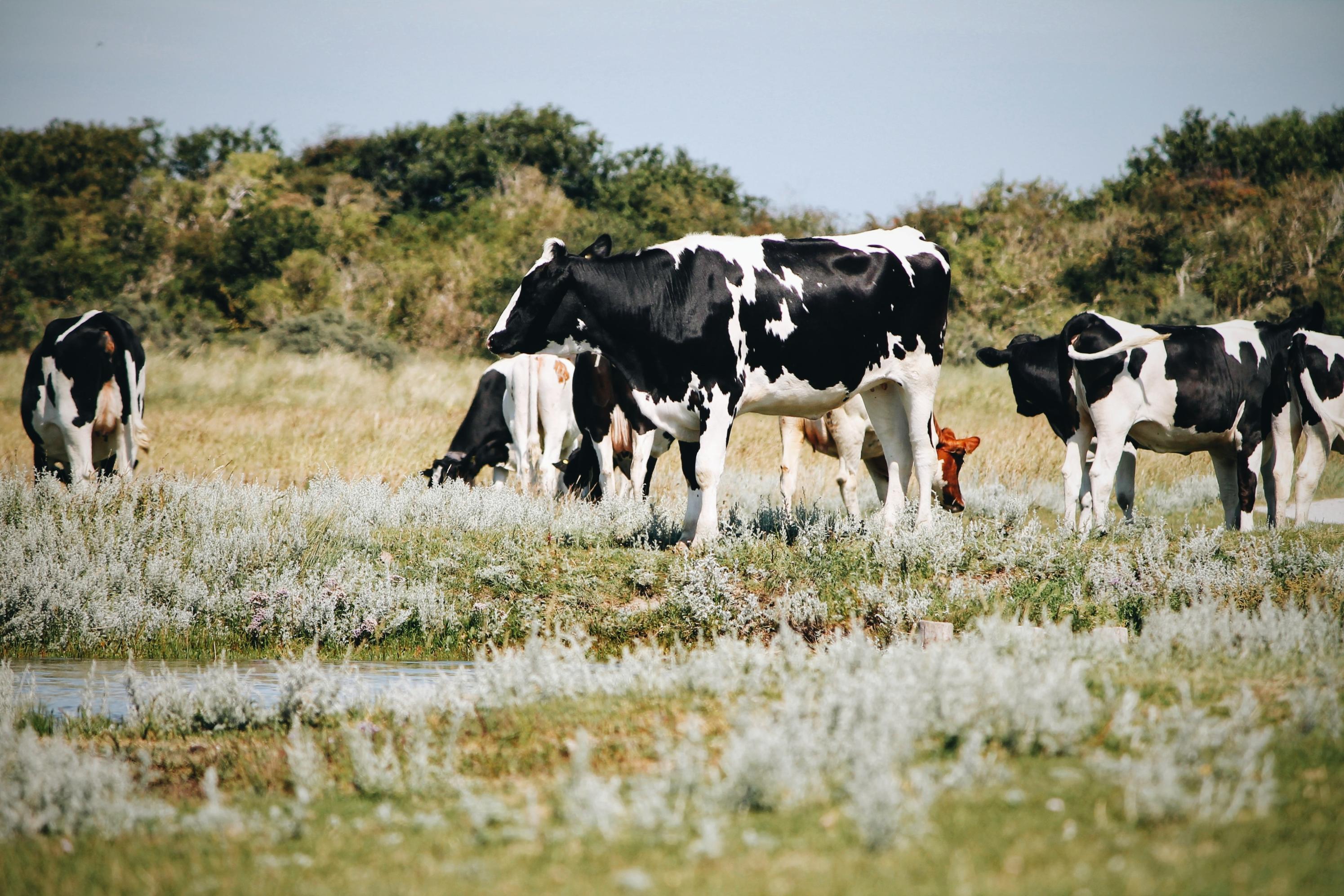 Cattle herd