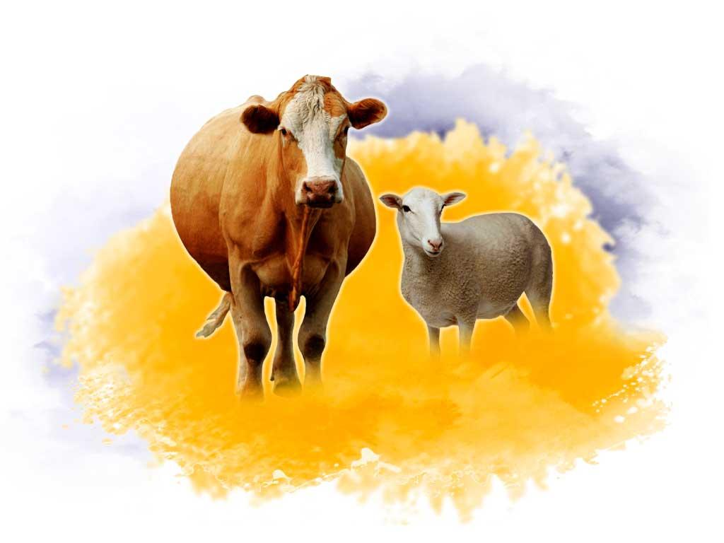 Large Animals Division