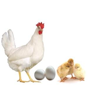 Poultry Division