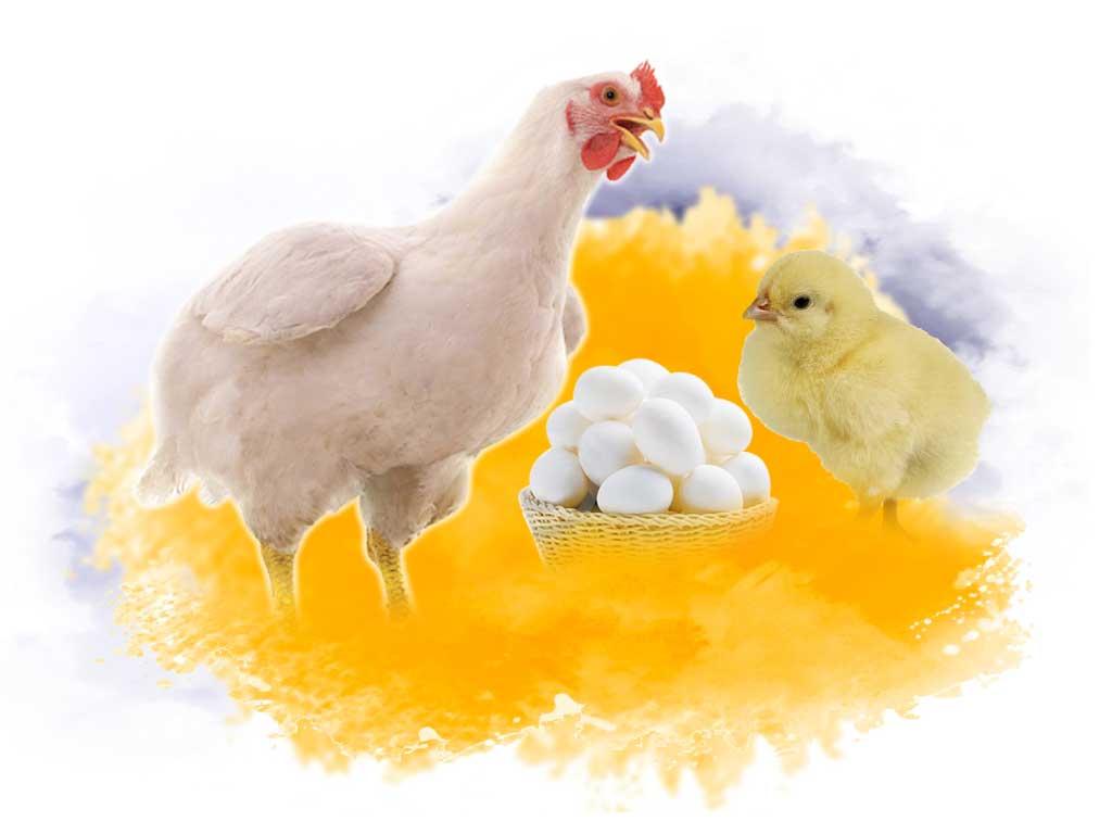Poultry farm