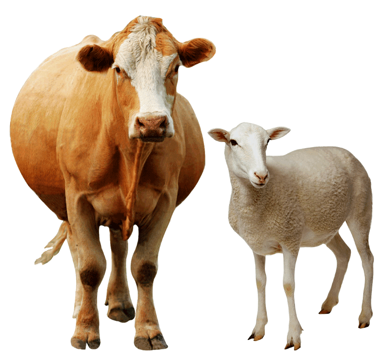 Feed Supplements