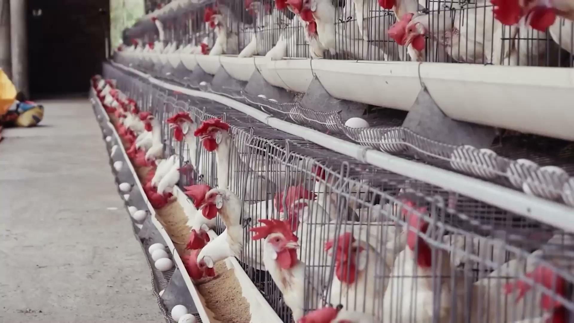Biosecurity