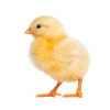 chick