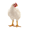 hen