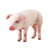 pig
