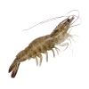 shrimp